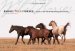  Among the Wild Horses: A Portrait of the Pryor Mountain Mustangs