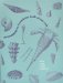 An Introduction to Invertebrate Fossils of New York