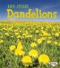  Dandelions