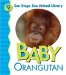  Baby Orangutan