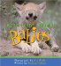  Northwest Animal Babies