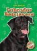  Labrador Retrievers