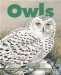  Owls