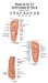  Tui Na Foot Reflexology Wall Chart