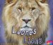  Leones / Lions