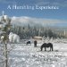 A Humbling Experience: My First Few Years With Fell Ponies