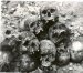  Murderous Elite: The Waffen-ss and Its Record of Atrocities