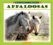  Appaloosas