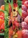  In Season: Cooking With Vegetables and Fruits