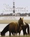 The Wild Horses of Shackleford Banks