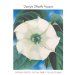  Georgia O'Keeffe Museum: Highlights of the Collection
