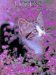  Kittens: A Portrait of the Animal World