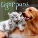  Tiger Pups