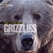  Face to Face With Grizzlies