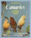  Canaries: Everything about Purchase, Care, Diseases, Nutrition, and Song