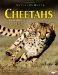  Cheetahs