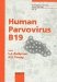  Human Parvovirus B19
