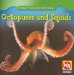  Octopuses and Squids