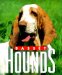  Basset Hounds