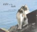  Cats In The Sun