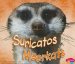  Suricatos / Meerkats