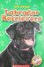  Labrador Retrievers