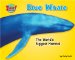  Blue Whale: The World's Biggest Mammal
