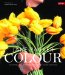  Colour