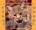 El Lince Rojo/the Bobcat