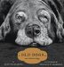  Old Dogs: Are the Best Dogs