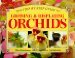  Growing & Displaying Orchids: A Step-By-Step Guide