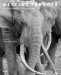  Walking Thunder: In the Footsteps of the African Elephant