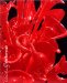  Chihuly: Marlborough; Slipcase