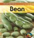  Broad Bean