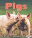  Pigs