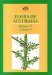  Flora of Australia: Lichens 5